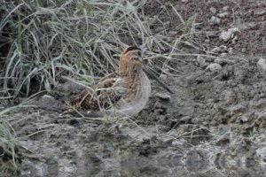 Common Snipe