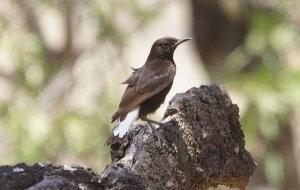 black wheatear