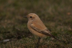 desert wheatear