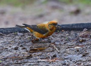 Common Crossbill