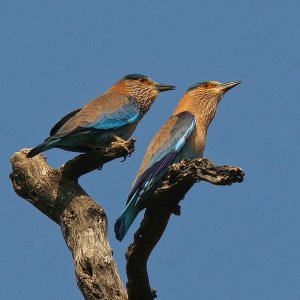 Indian Rollers