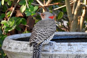 A thirsty Northern Flicker