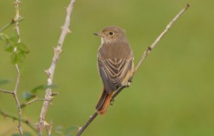 redstart