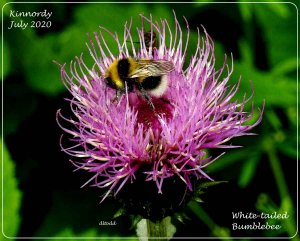 Nectar gatherer