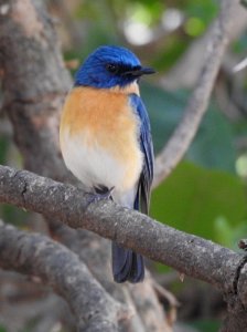 Tickell"s Blue flycatcher