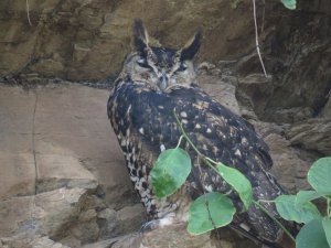 Mackinder's Eagle Owl