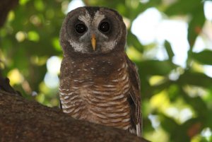 African Wood Owl