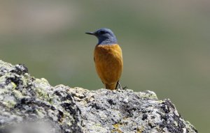 rock thrush