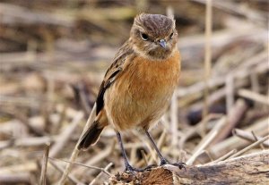 stonechat