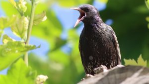 starling