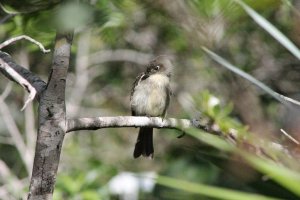 Cuban Pewee