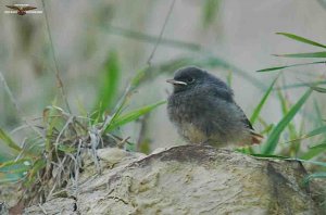 Black Redstart juvenile