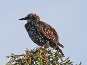 Common Starling