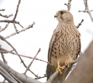 Common Kestrel