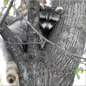 Juvenile American Raccoon