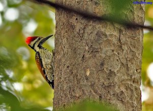 Lesser flameback woodpecker