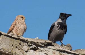 Tense Relationship (Common Kestrel and Hooded Crow)