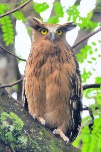 Buffy Fish Owl