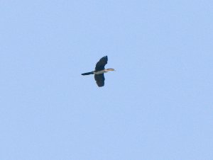 Long Tailed Cormorant 3-1.jpg