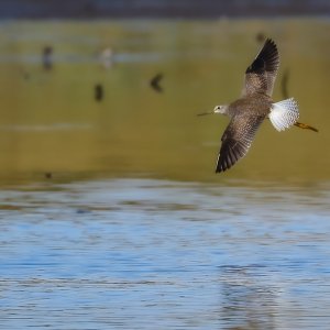 Lesser Yellowlegs.jpg