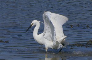 egret3.jpg