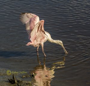 Roseate Spoonbill