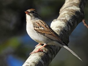 Chipping Sparrow