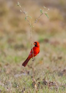 Northern Cardinal (male).jpg