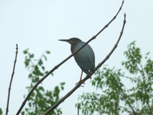 Green Heron