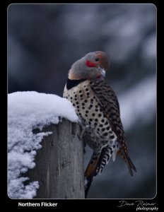 Northern Flicker