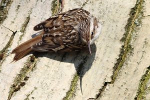 short-toed treecreeper