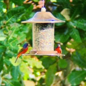 Painted buntings.JPG