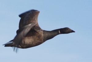 10-Bernache cravant Branta bernicla Brent Goose- 21 décembre 2010.jpg