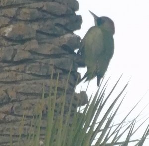 Iberian green woodpecker