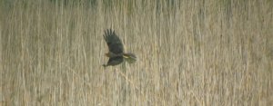 Marsh harrier