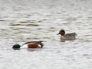 Male Teal sneaking up on a male Shoveler