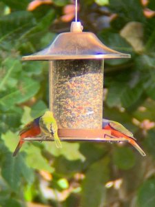 Painted buntings