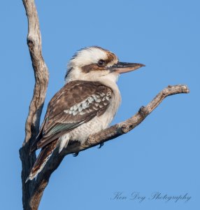 Laughing Kookaburra