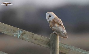 Barn Owl 4294.jpg