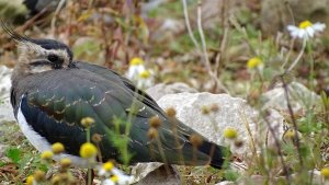 Lapwing