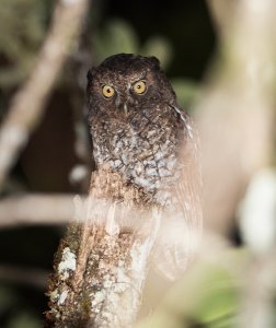Roraiman Screech Owl
