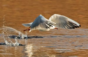 Black Headed Gull.jpg