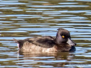 Tufted Duck