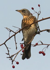 Fieldfare---20.11---Frampton.jpg