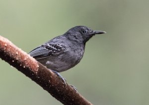 Black-chinned Antbird.jpg