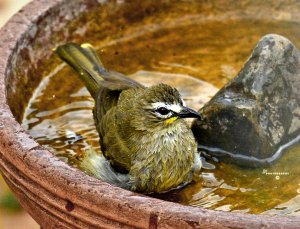 White-browed Bulbul