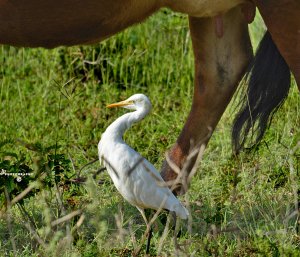 You are right!!  Cattle Egret!