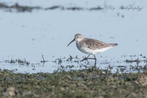 Curlew Sandpiper