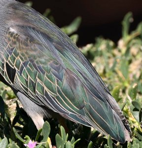 Striated Heron feathers.jpg