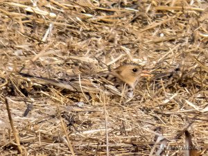 Harris's Sparrow